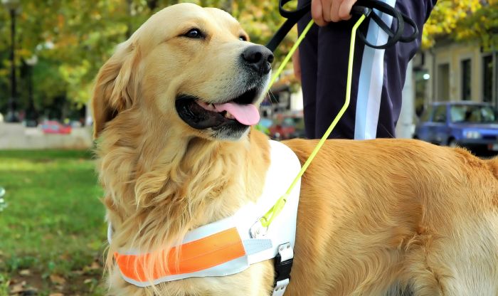 A golden retriever sporting an orange vest, happily posing on a sunny day in a park.